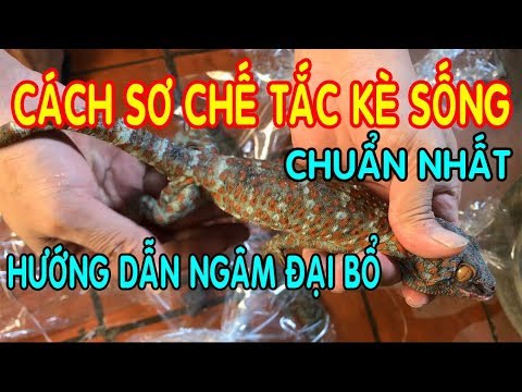 Video Cách làm tắc kè ngâm rượu chuẩn nhất - Hướng dẫn sơ... - youtube
