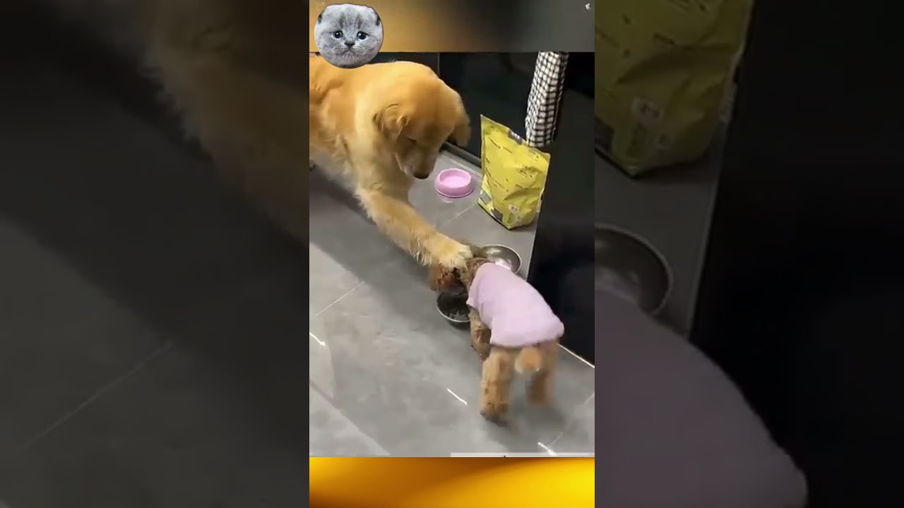 You'll wet yourself laughing | Very funny cat and dog videos 11 