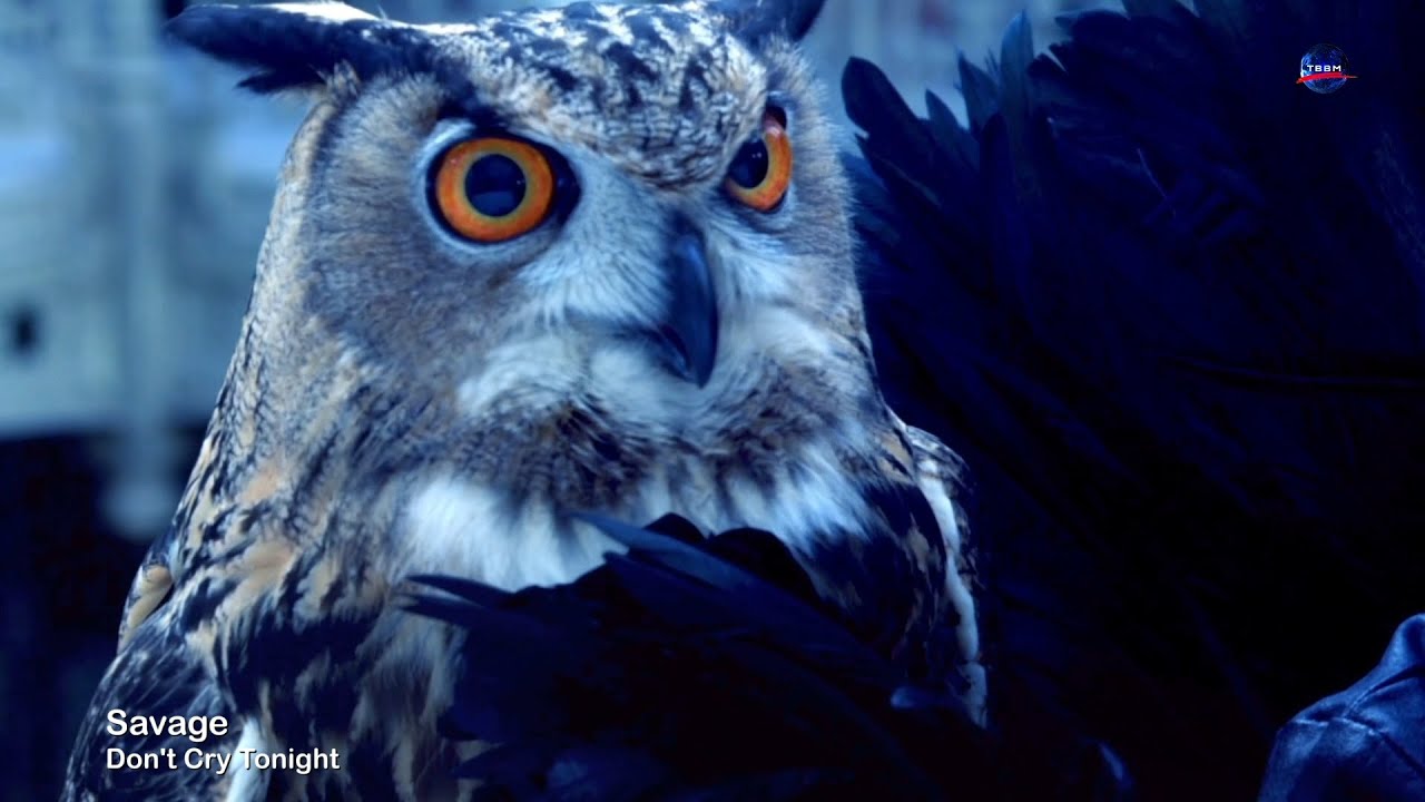 Savage - Don't Cry Tonight [Dominatrix Italo Disco Mix]