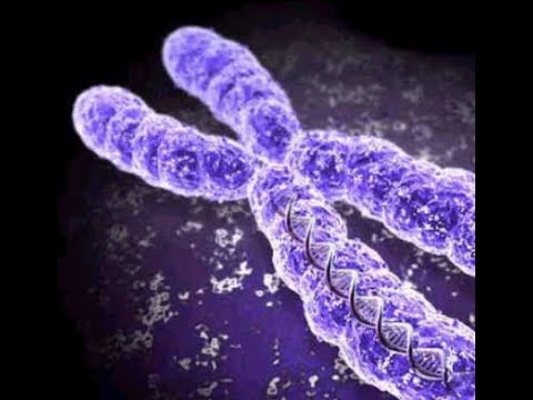 วีดีโอ: ยีนใดบ้างที่อยู่ในโครโมโซม Y