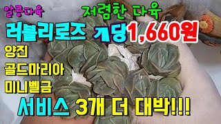 저렴한다육!러블리로즈10개주문,서비스총3개 더줬어요.횡재!서비스대박!골드마리아,양진 언박싱.가성비짱!Lovely Rose多肉植物たにくしょくぶつ  cây thịt succulent