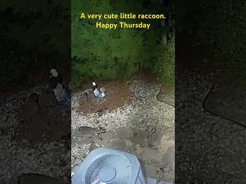 A very cute little raccoon. Happy Thursday.