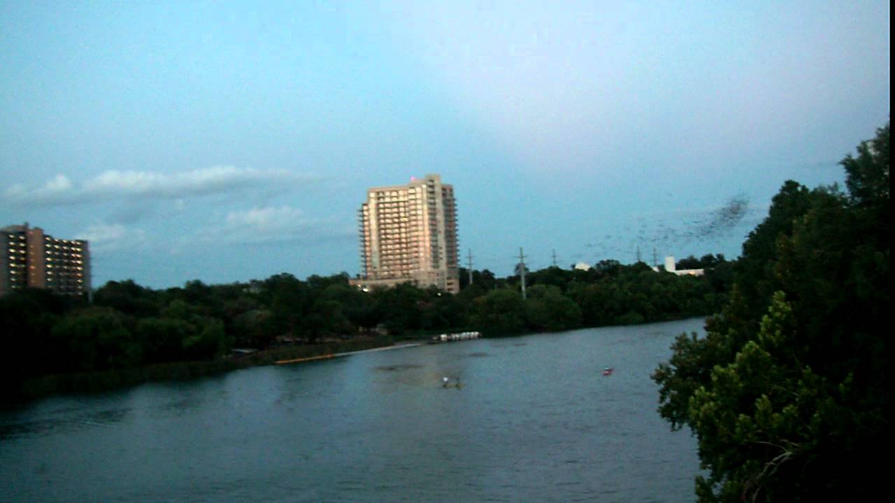 Congress ave. bats in Austin,Texas 2 YouTube