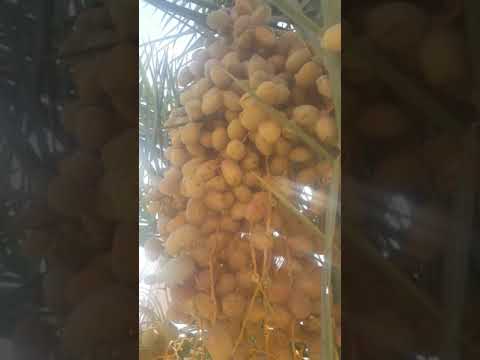 احسن انواع التمور في السعودية