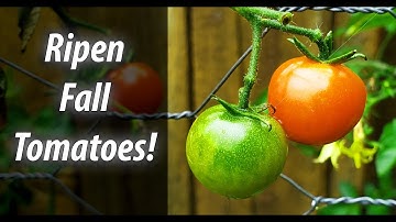 How To Ripen Your Green Fall Tomatoes - Two Easy Ways! (2019)