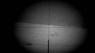 Four Foxes In One Field