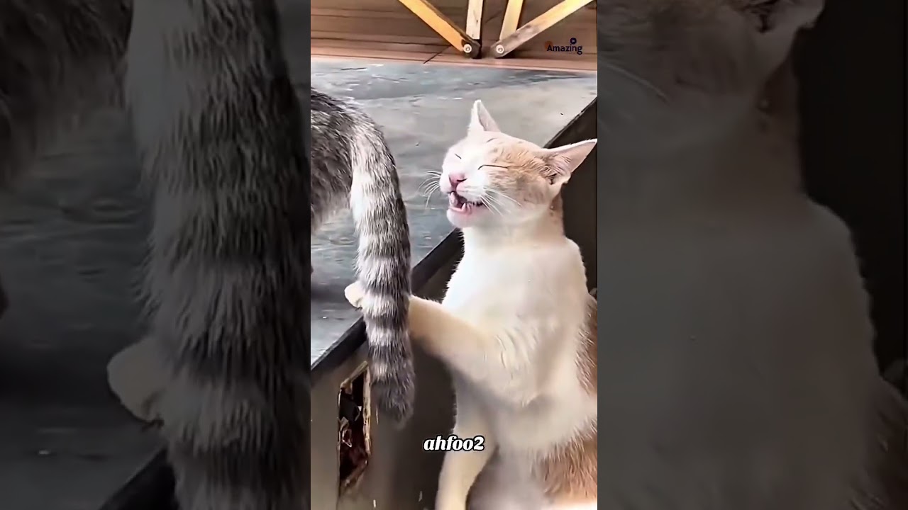 Watch now and let the cuteness overload begin! 