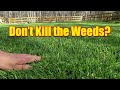 Should You Kill Weeds in New Lawn or New Sod