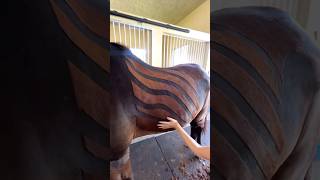 #farrier #horse #farrierlife #horsemanship #farriersoftiktok #satisfying #horsecare #horselife