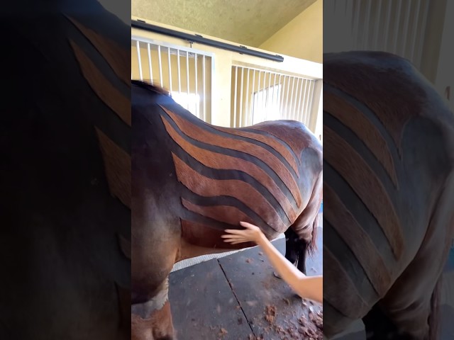 #farrier #horse #farrierlife #horsemanship #farriersoftiktok #satisfying #horsecare #horselife