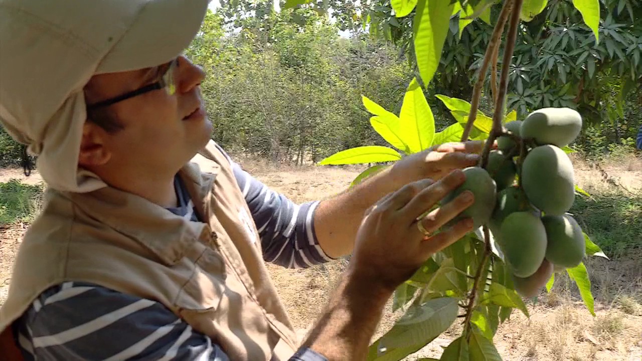 Plagas que afectan el cultivo de mango | La Finca de Hoy