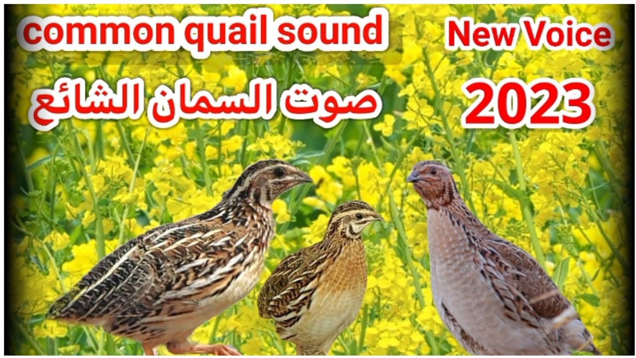 صوت السمان الشائع common quail sound @ batair ki awz - YouTube