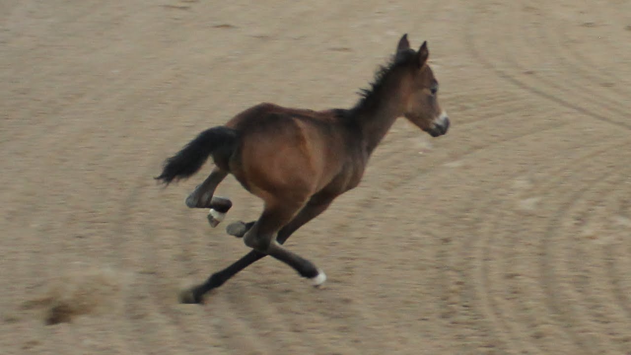 Silver Creek Ranch: June Bug - YouTube