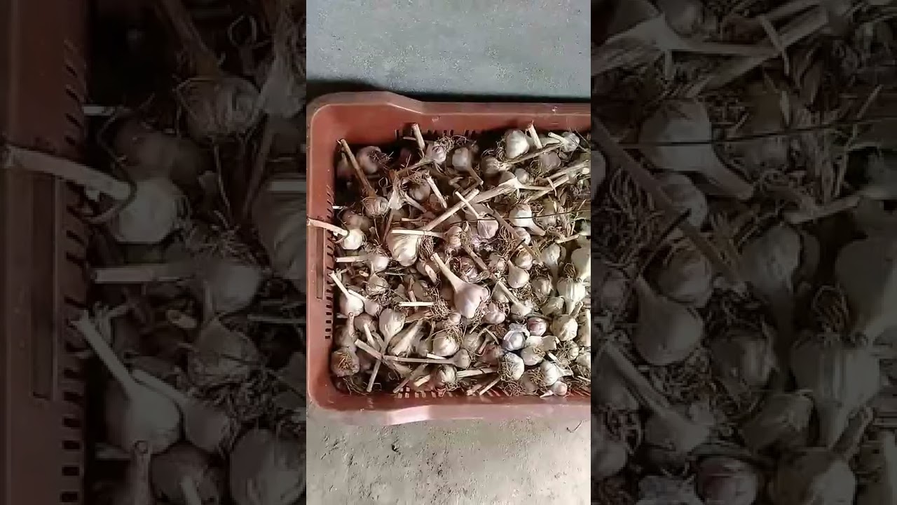 Desi Garlic(lasan) farming in village