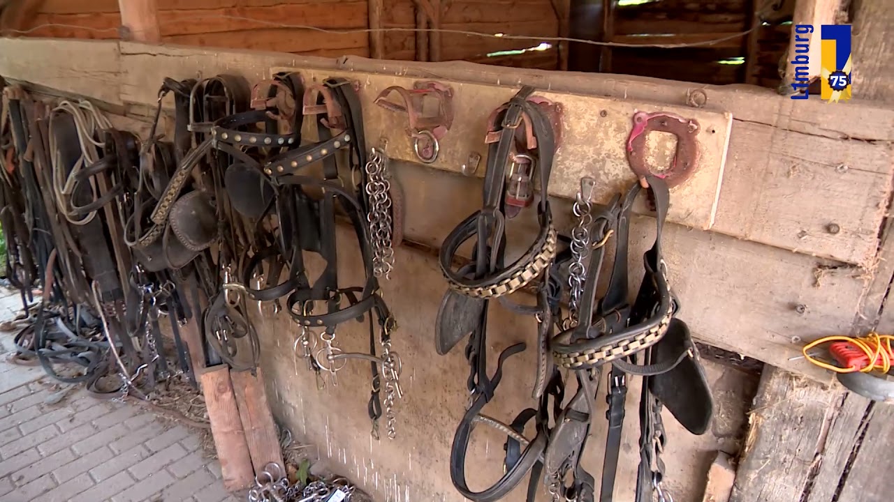 Ongerwaeg in Beesel, warmbloedig - 28 oktober 2021