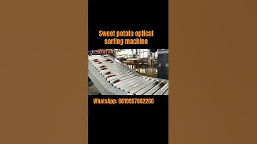 Sweet potato optical sorting line. Sweet potato sorting machine,  #jcsort #sortingmachine