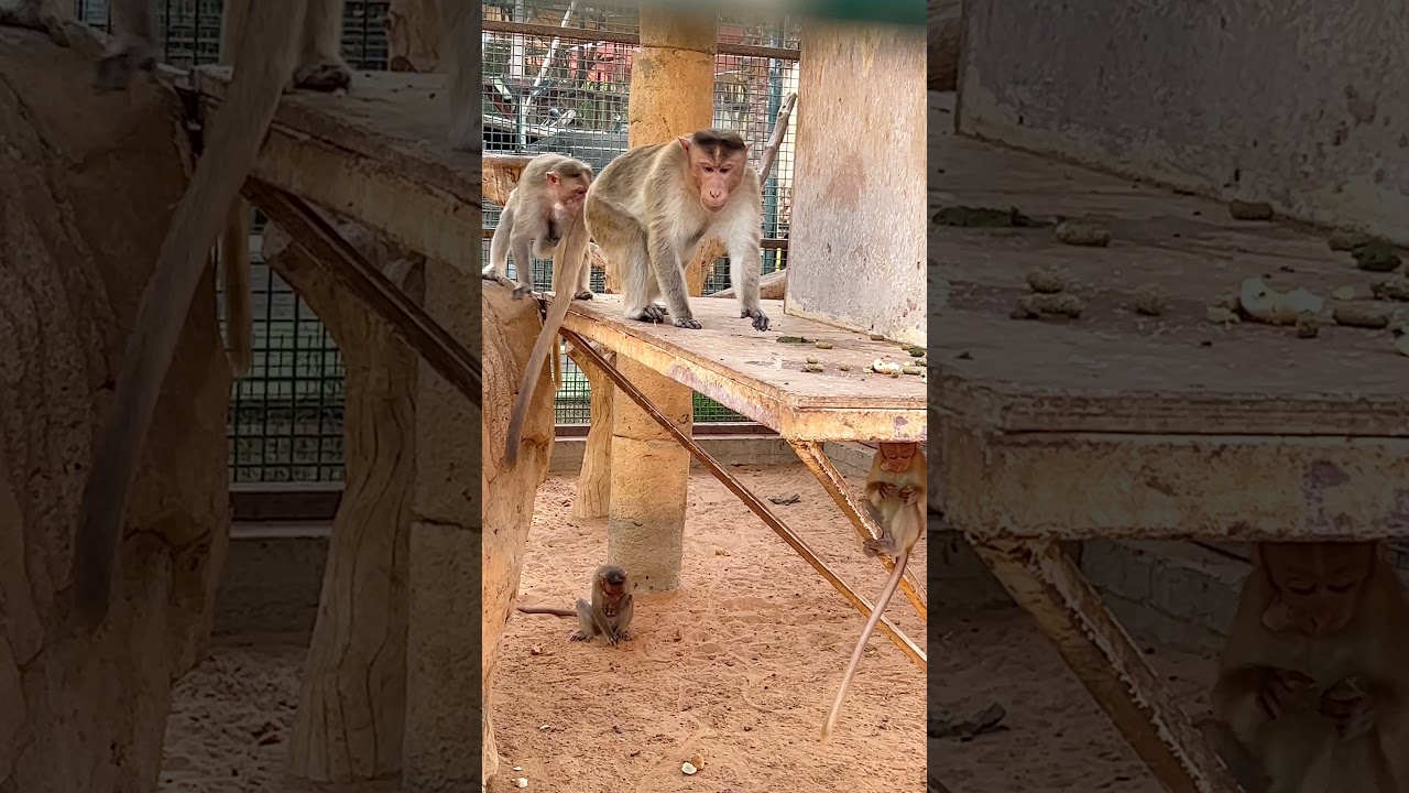 Emirates Park Zoo Abu Dhabi 