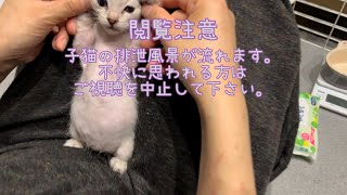 【保護子猫】閲覧注意感動一緒に出来たーうんち編