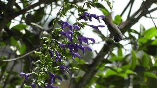 Ruby-Throated Hummingbird Feeding From Salvia Guaranitica Van Remsen 2