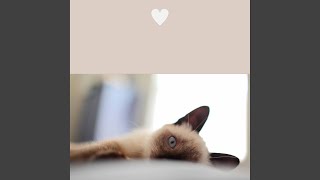 Sumptuous Dreaming Cats