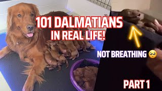 I Saved This Puppy's Life! | 101 Dalmatians in Real Life! | Part 1