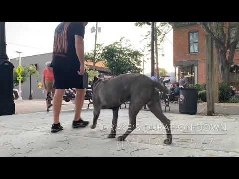 9 Month Old Cane Corso Drakes Two Week Board And Train At Cincinnati Dog Trainers Off Leash K9
