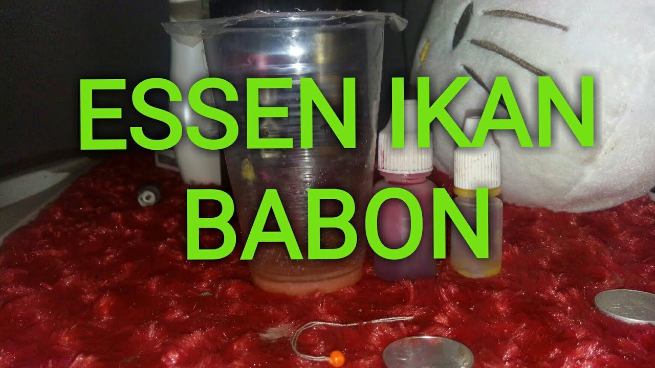 Cara Membuat Essen ikan mas babon