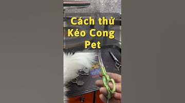 Cách Thử kéo cong cắt lông thú cưng PET sau khi mài kéo cong sắc bén | Quang3S #maikeolongchomeo