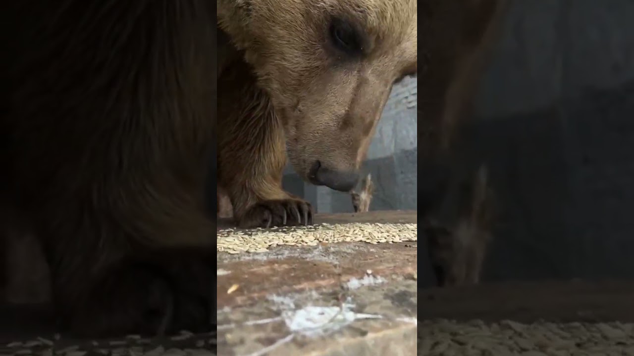 Представляете как на семечках можно раздобреть)Бэрри 