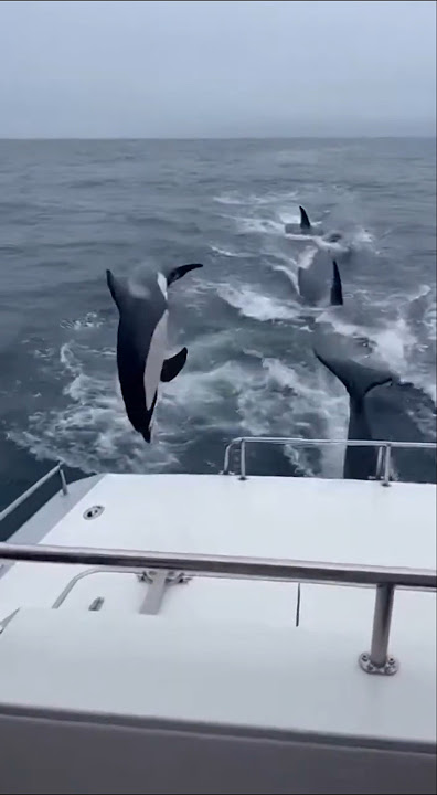 Did my brother just save a dolphin or... 😱🐬