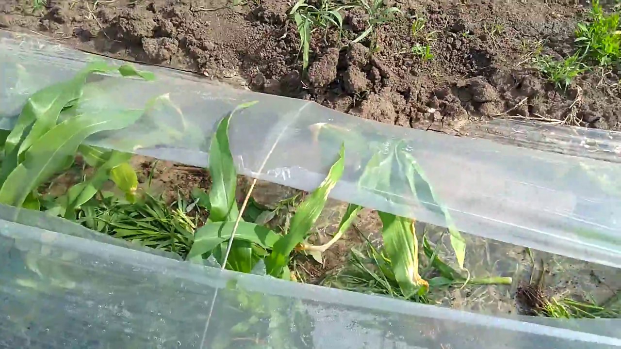 Сладкая кукуруза на начало мая !!!