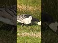 Brent geese in the meadow |  Brandganzen in de wei 🦆🌿 | Wintergasten in actie #birds #nature