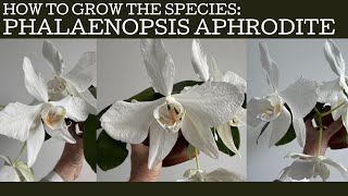 How to grow the species Phalaenopsis aphrodite!