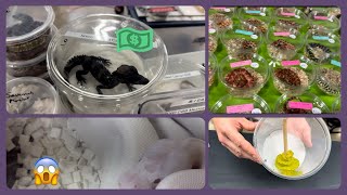 Reptile Expo McQueeney Texas