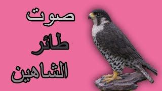 Il suono dell'uccello pellegrino  صوت طائر الشاهين