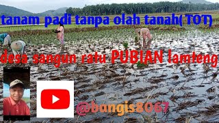 Tanam Padi Tanpa Olah Tanah tot bangis8067