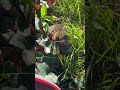 Igel im Garten kleiner Igel #Garten#Igel