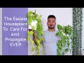 How to Care and Propagate Your Pothos From Cuttings | The Perfect Houseplant for Beginners