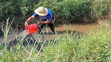 đi bắt cá cạn dưới đường kênh khô nước tưởng không có ai ngờ toàn cá với cá || văn em vlog