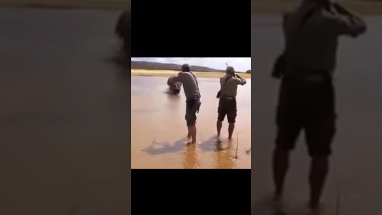 The hunters of the very large hippo were afraid of it.