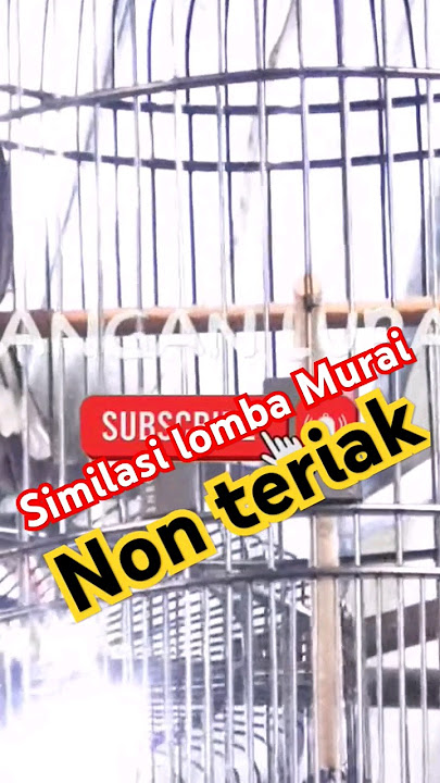 Simulasi lomba murai batu jernih non teriak pancingan emosi murai batu #muraibatugacor #simulasi