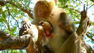 Breaking Heart Nonstop Spoil Child Monkey Scream Very Loudly