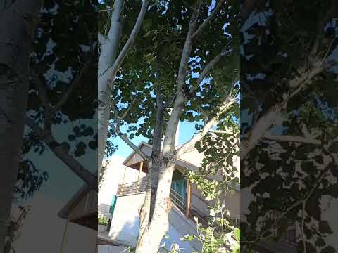 الحور وفوائده الجمه