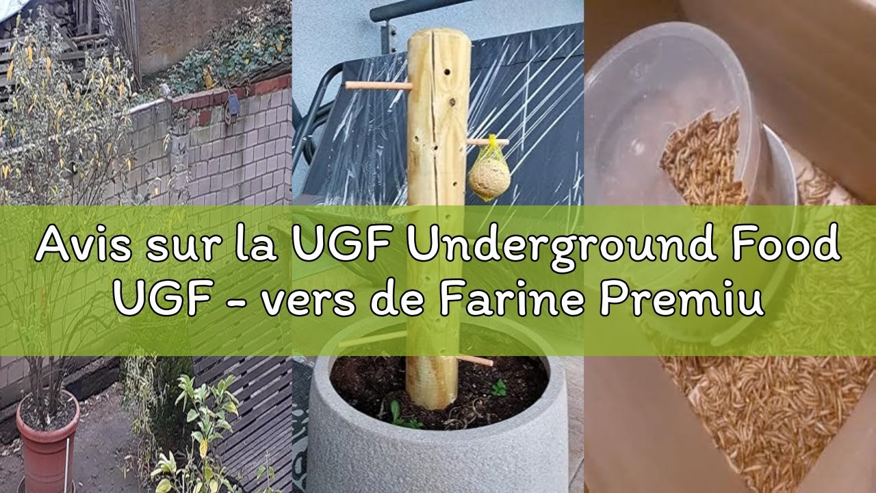 Avis sur la UGF Underground Food UGF - vers de Farine Premium 6,5 litres, collations d'insectes pour