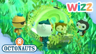 octonauts the great kelp forest rescue full episode cartoons for kids wizz