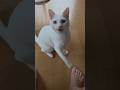 今のシロ。 #保護猫 #猫 #三毛猫