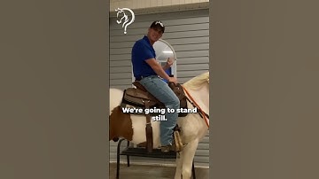 Quick Tips To Get Your Horse To Stand Still. Part 3 | The Horse Guru-Michael Gascon