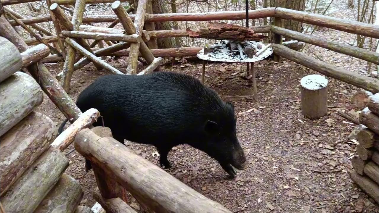 Кабан и дева. Кабан и дева