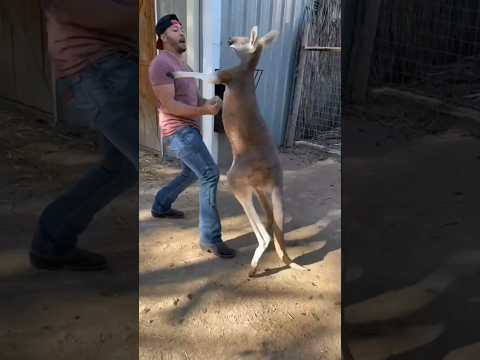 human vs kangaroo #tiktok