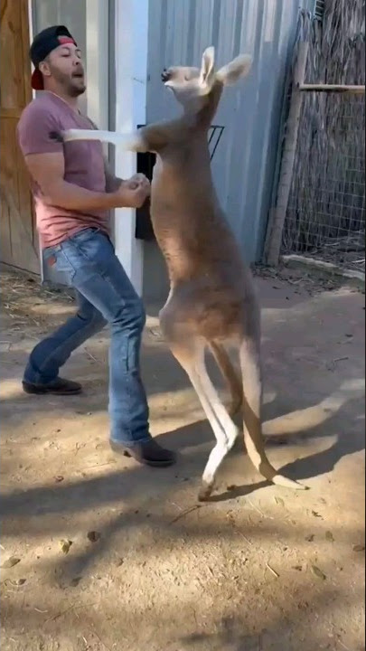 human vs kangaroo #tiktok